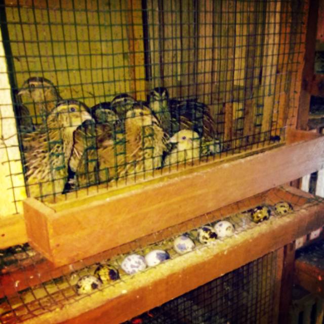 Telur puyuh tetas. Dog puyuh. Puyuh petelur