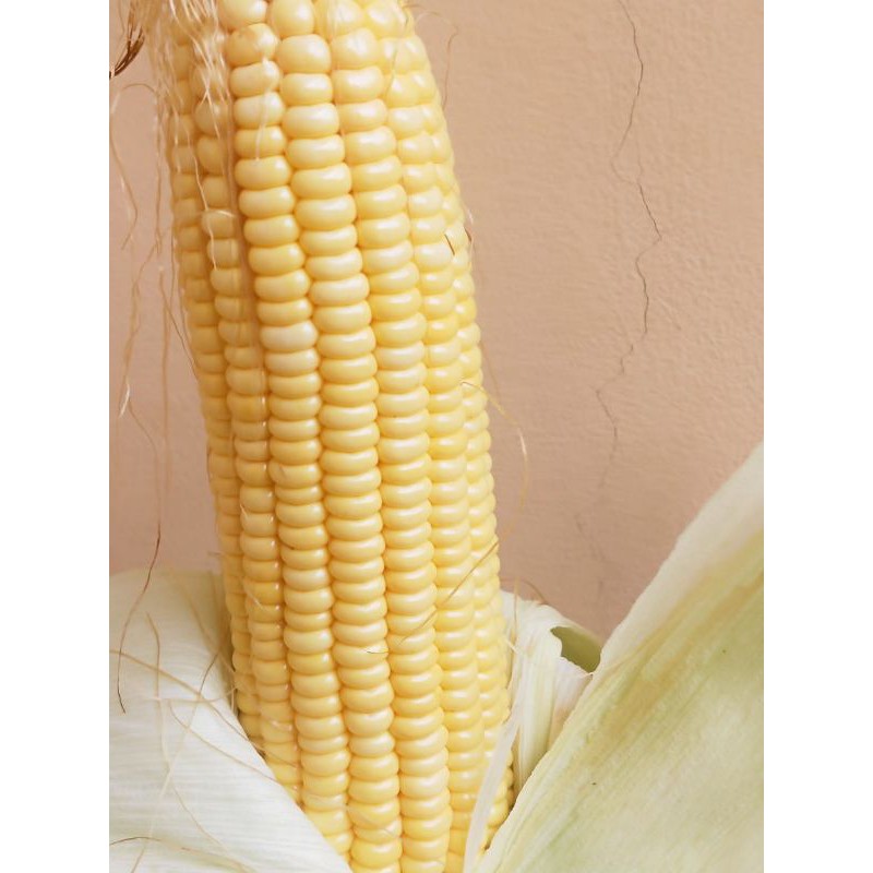 

jagung manis harga perkg