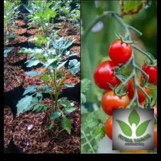 Bibit Pohon Tomat - Pohon Tomat