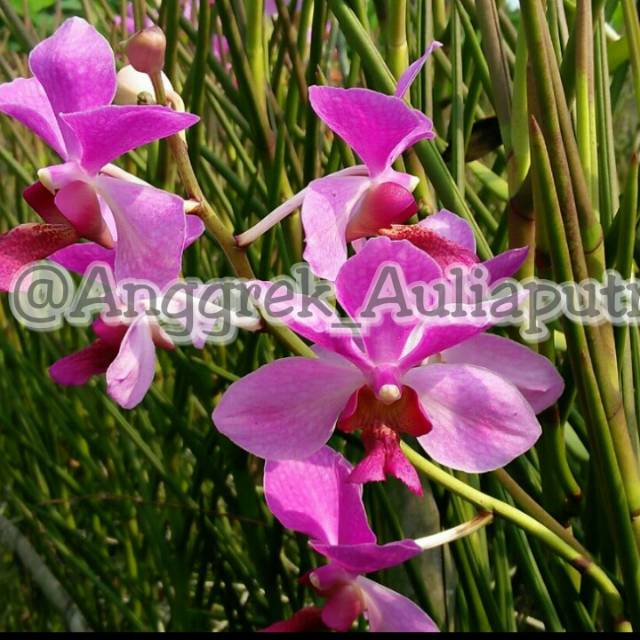 Anggrek tanah Vanda Douglas