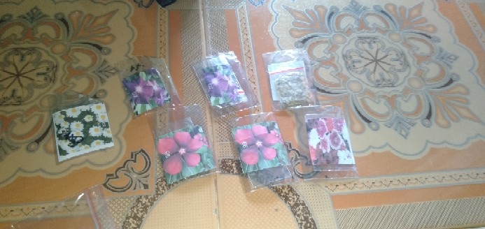 Gomprena/knop Putih