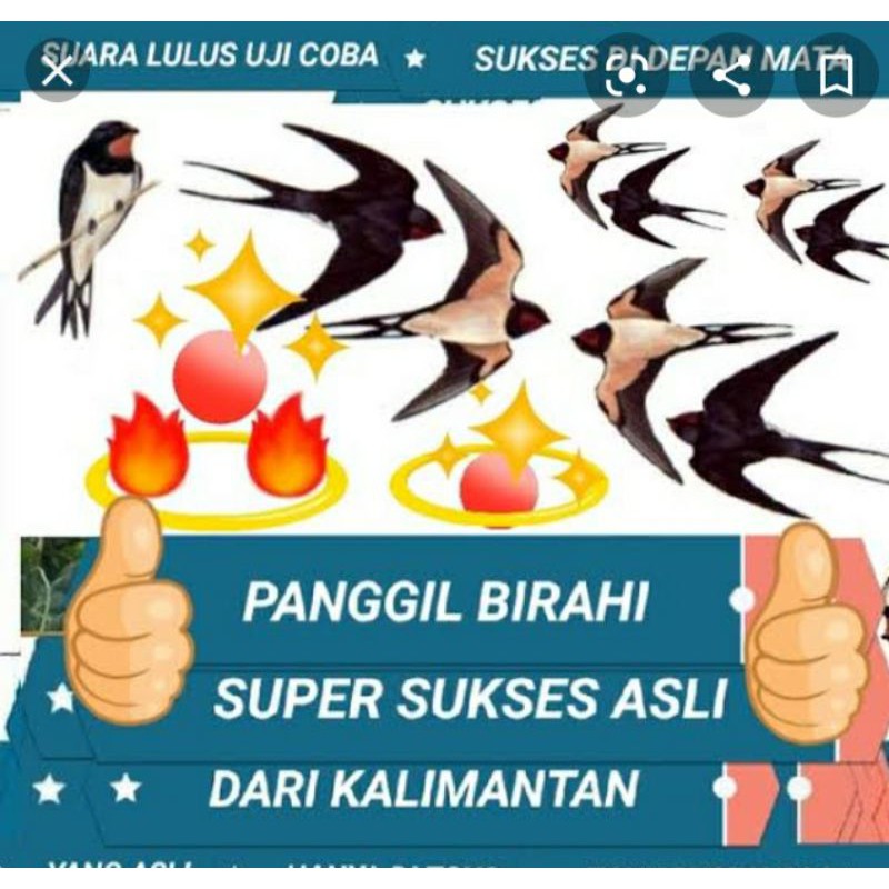 

SP Birahi