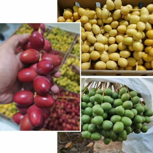 

kurma muda berkasiat untuk kesuburan