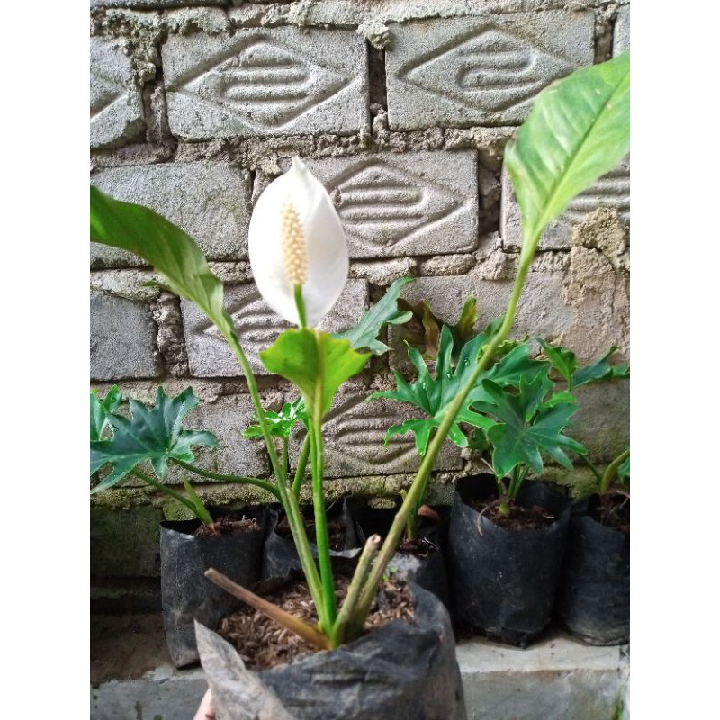 bunga sepatu filum(banting harga)