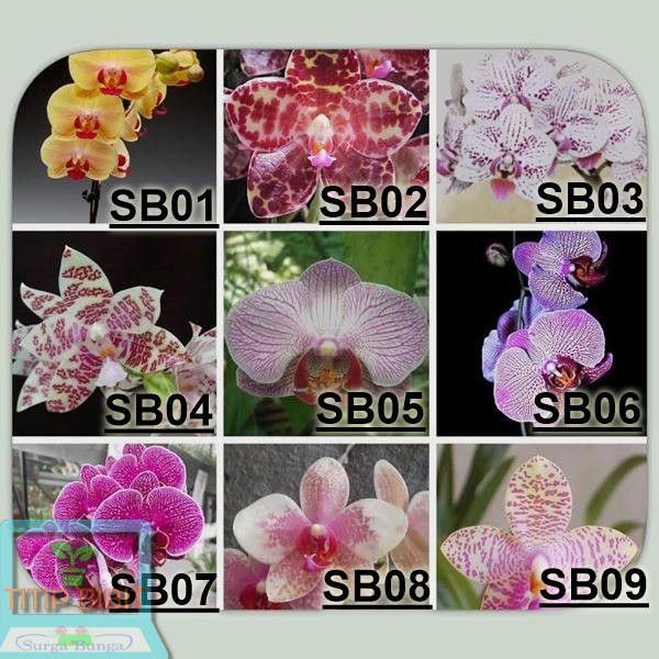 Anggrek Bulan - Phalaenopsis Seedling Hybrid