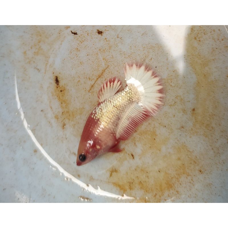 pair fccp banding real pict