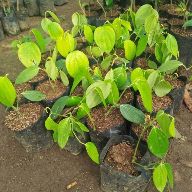 terbaru  Bibit lada perdu cutting lada perdu  segar