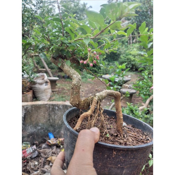 Jual Bahan Bonsai Mame Sakura Mikro Akar Extrim Random Shopee Indonesia