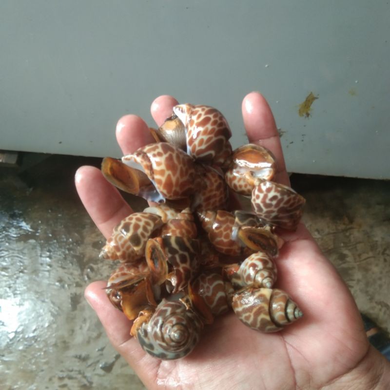

KERANG MACAN SEGAR