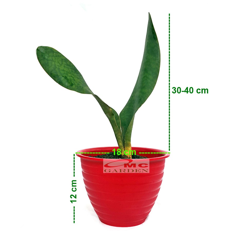 Lidah Mertua Sansevieria Sansivera Sansiviera Sensiviera Masoniana Gian Centong Jumbo LM-MS-001