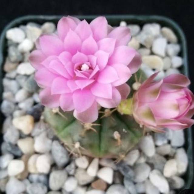  KAKTUS  MURAH BUNGA  CANTIK Shopee Indonesia