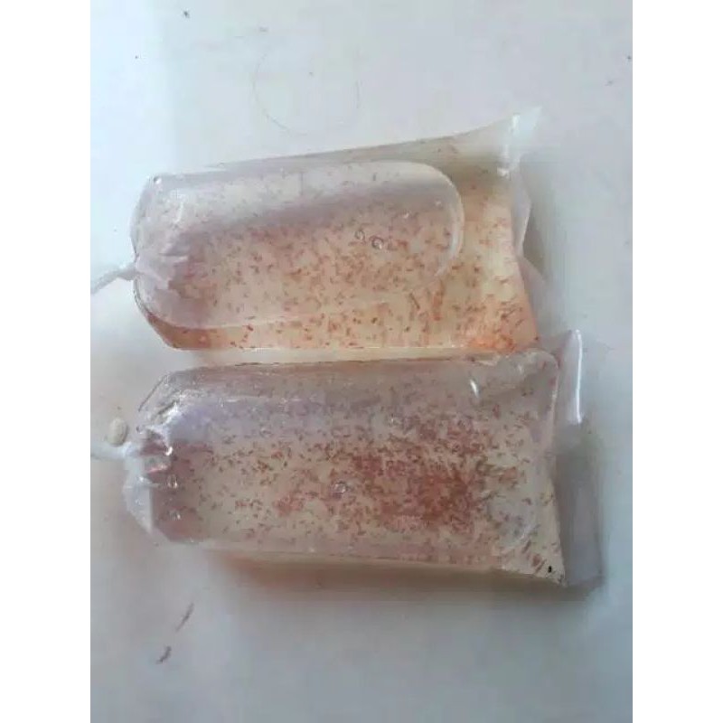 kutu air  pakan ikan cupang