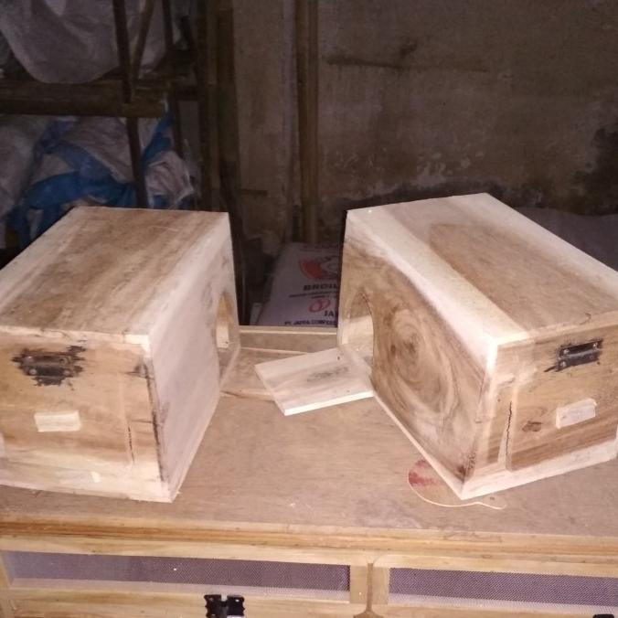 ] glodok burung jalak putih