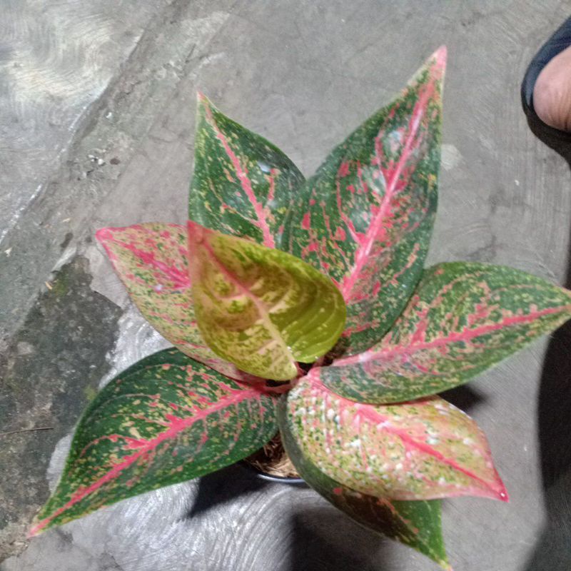 aglaonema Tiara