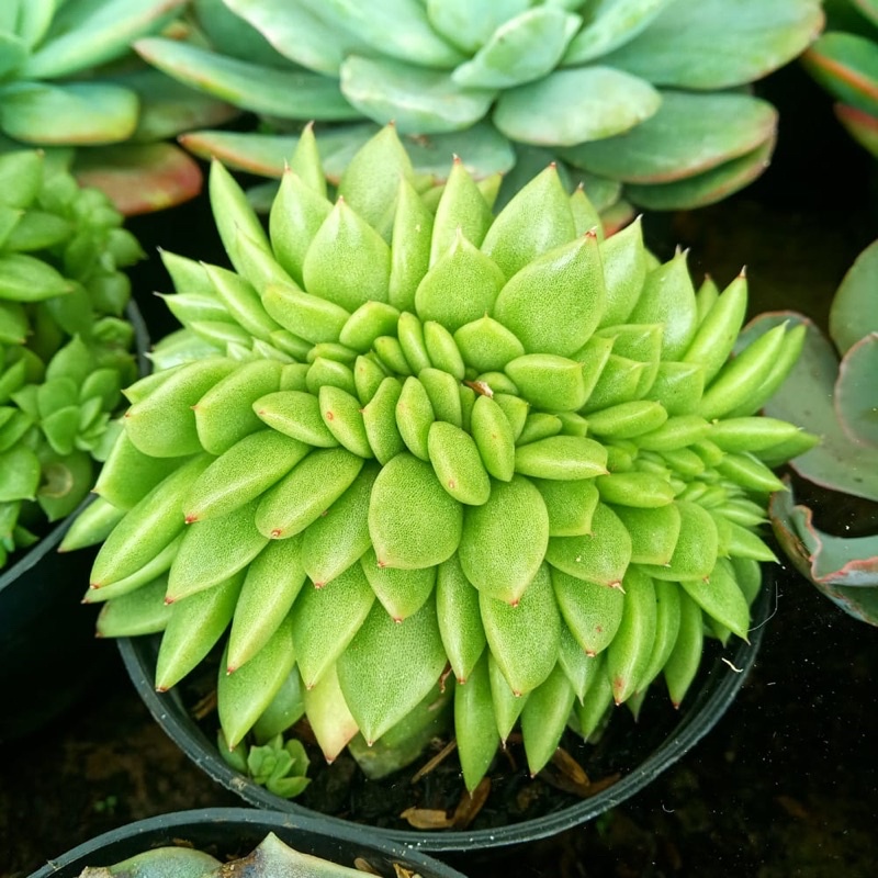 Sukulen Agavoides Valida Cristata