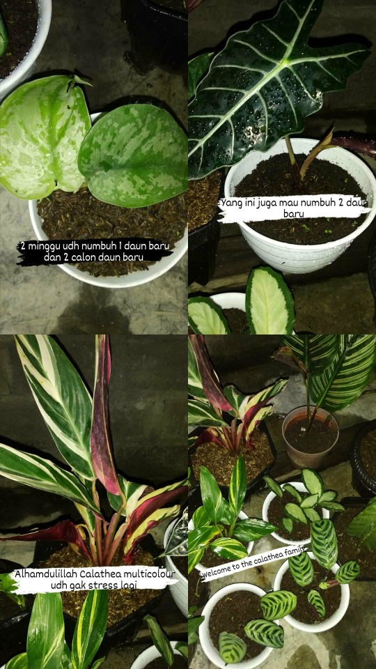 Calathea Leuconeura Var Kerchoviana | Kalatea Levonero