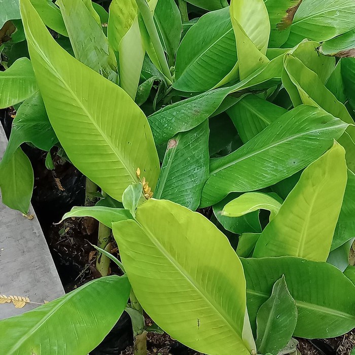 Bibit tanaman pisang raja sajen