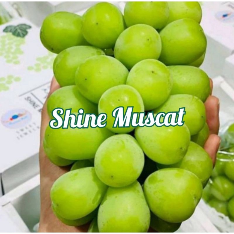 Bibit Anggur Shine Muscat / Anggur Impor Shine Muscat