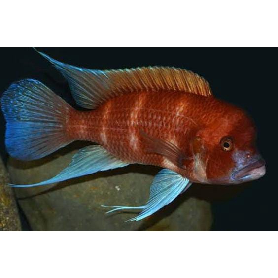 Red Frontosa