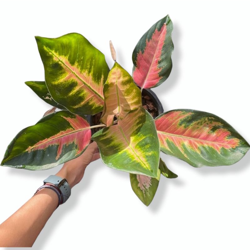 Aglaonema Kochin Tembaga Tanaman Hias Aglonema Kochin Tembaga Murmer Terlaris Ratudaun Nursery