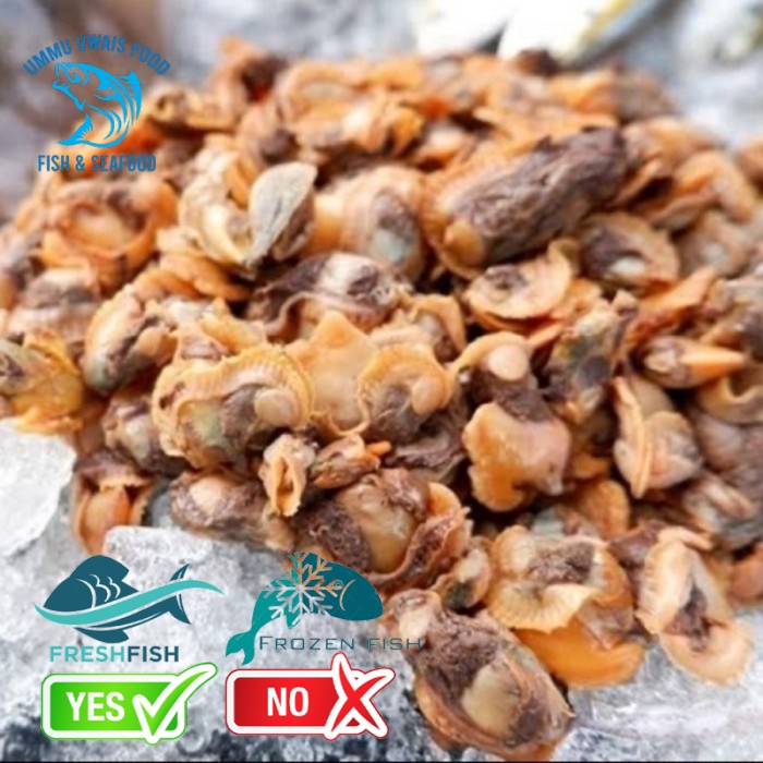 

Kerang Dara Kupas Segar Fresh Berkualitas - 1 Kilogram