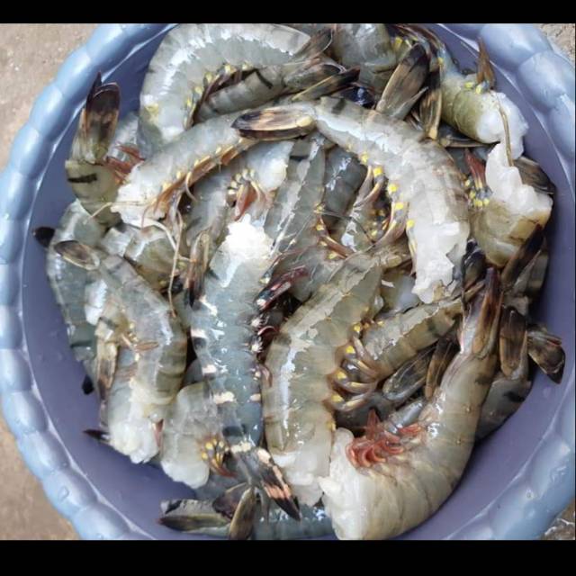 

Fresh udang pancet 1 kg