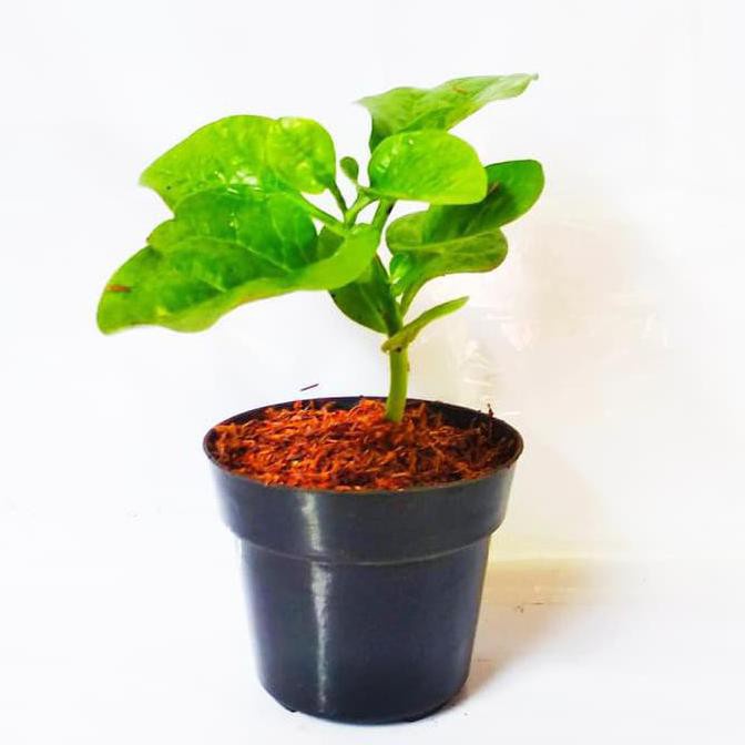 Bibit Angkung Tanaman Herbal Bayam Malabar Daun Anggong Obat Tradisional