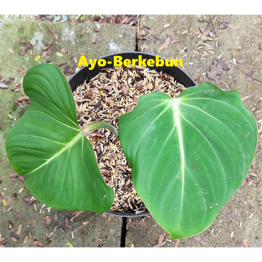 Tanaman Hias Philodendron Gloriosum / Tanaman Philo Gloriosum / Tanaman Philodendron Gloriosum