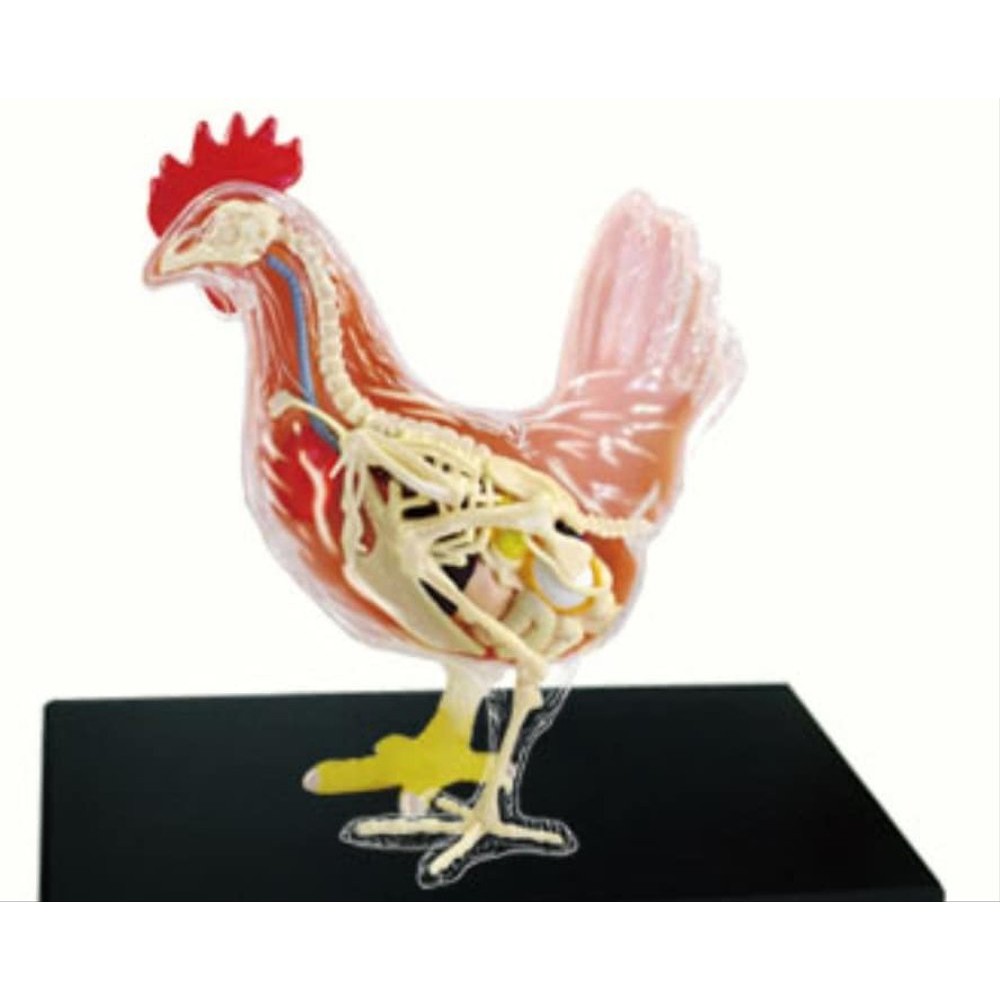 Anatomi Model Ayam Animal Model Chicken Shopee Indonesia