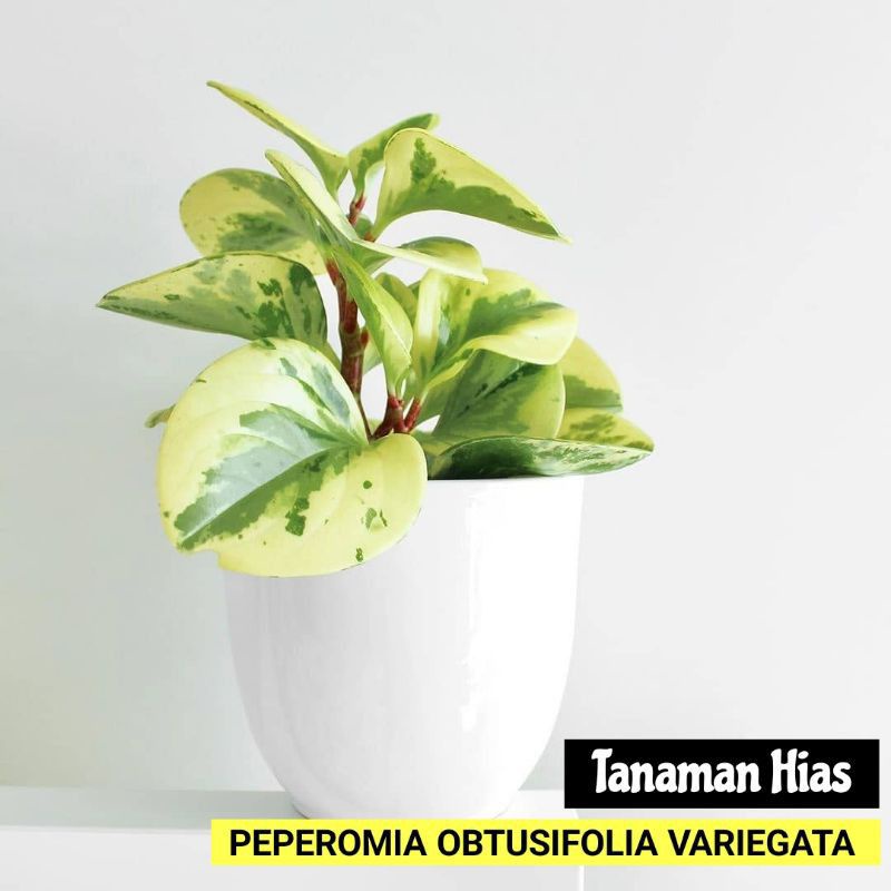 tanaman hias peperomia obtusifolia varigata | peperomia varigata golden