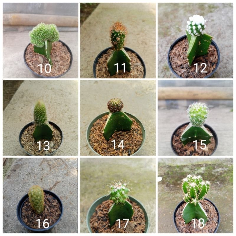 Tanaman Hias Kaktus Sukulen/Succulent Ukuran Mini Okulasi