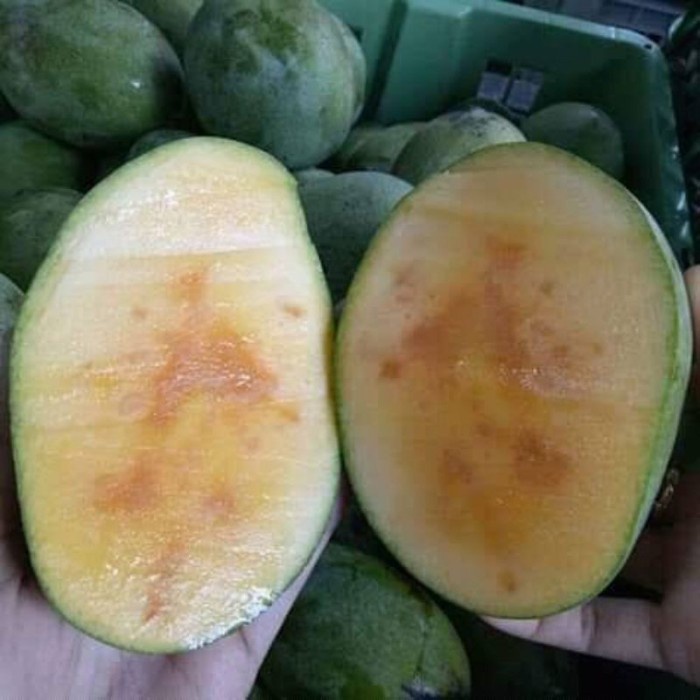 Bibit Mangga Manalagi