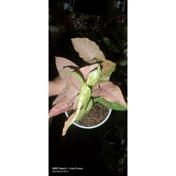 Syngonium Pink flecked