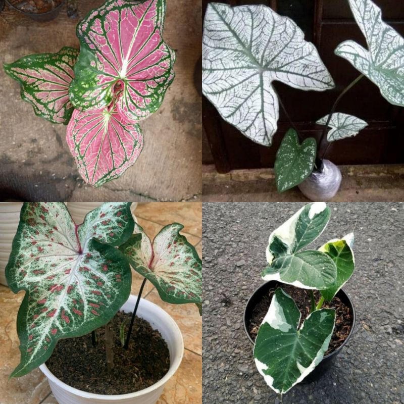 Paket tanaman hias keladi | paket keladi cantik