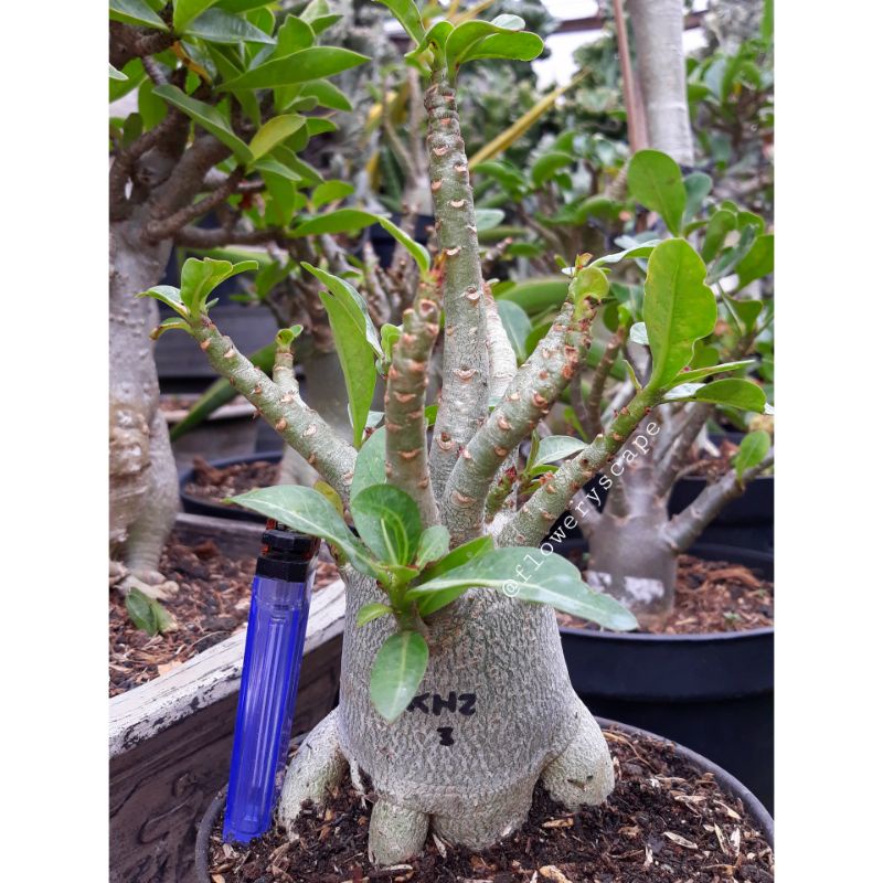 Adenium khz |2