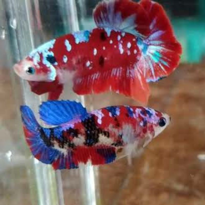ikan cupang koi, Nemo,galaksi per 1 pasang siap bred
