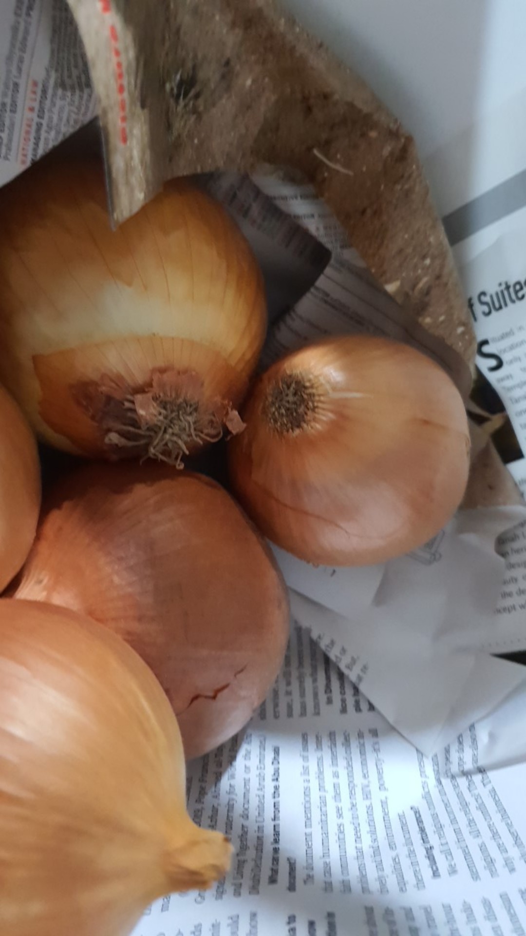 Bawang Bombay 1kg Import Newzealand Termurah