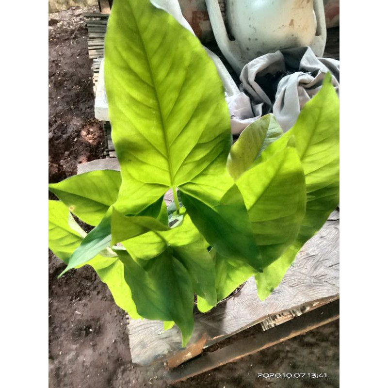 

simgonium green kampung