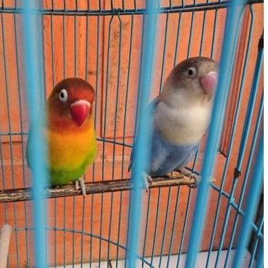 Burung lovebird sepasang Biru Mangsi Fischeri x Josan Pake Ring keduanya
