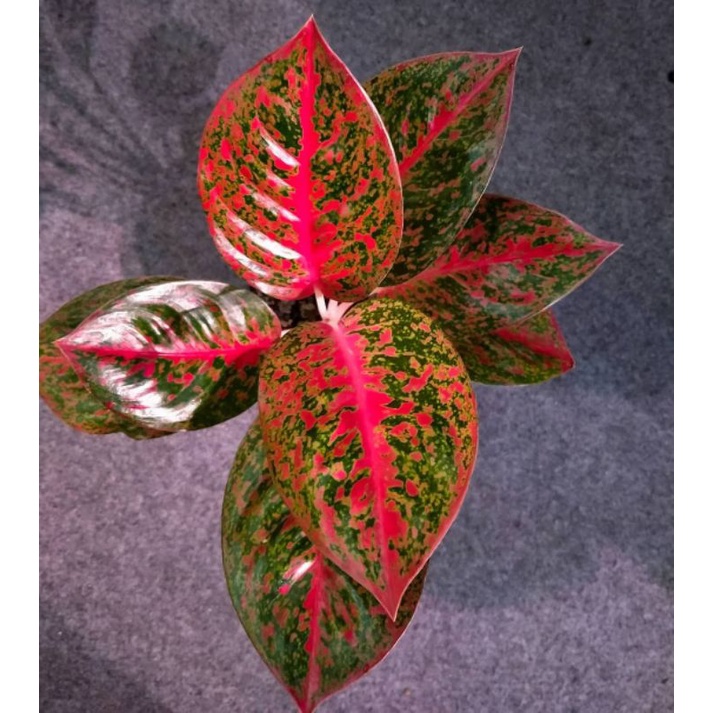 Aglonema Red Stardust Daun 6-7 Size Dewasa