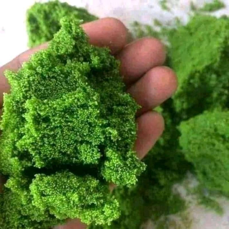 BIBIT WOLFIA 50GR BENIH WOLFFIA