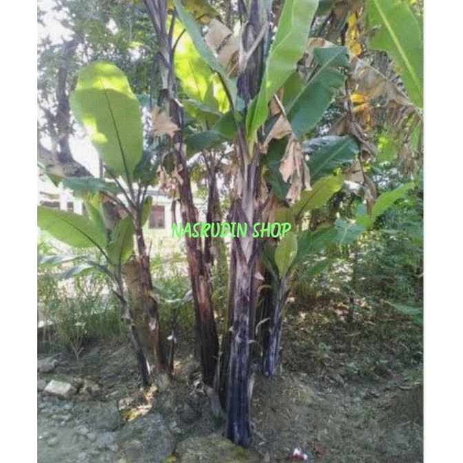 

[Fresh] BIBIT PISANG WULUNG 2KG (BONGGOL) BIBIT PISANG HITAM BIBIT PISANG KELUTUK HITAM BISA UNTUK