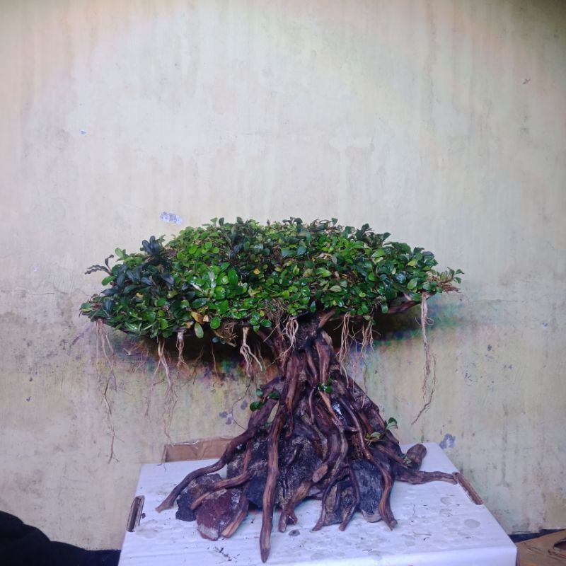 BONSAI BERINGIN AQUASCAPE DENGAN BUCE MINI