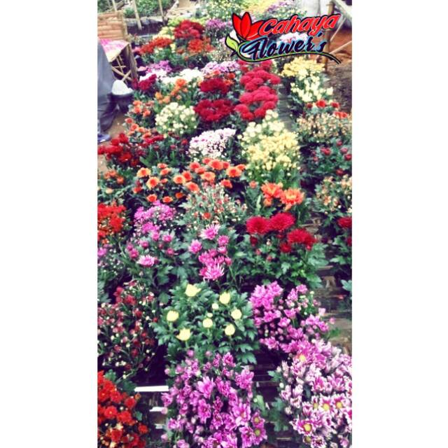 KRISAN POT / KRISAN DALAM POT / KRISAN MURAH / KRISAN MINI