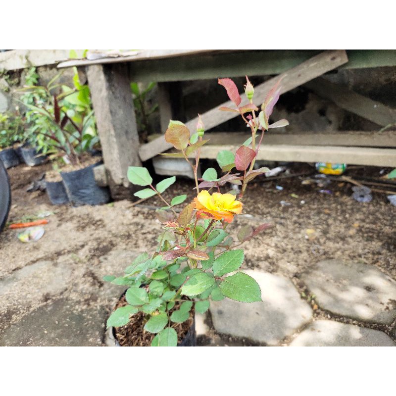 Tanaman Hias Mawar Floribunda Colorado