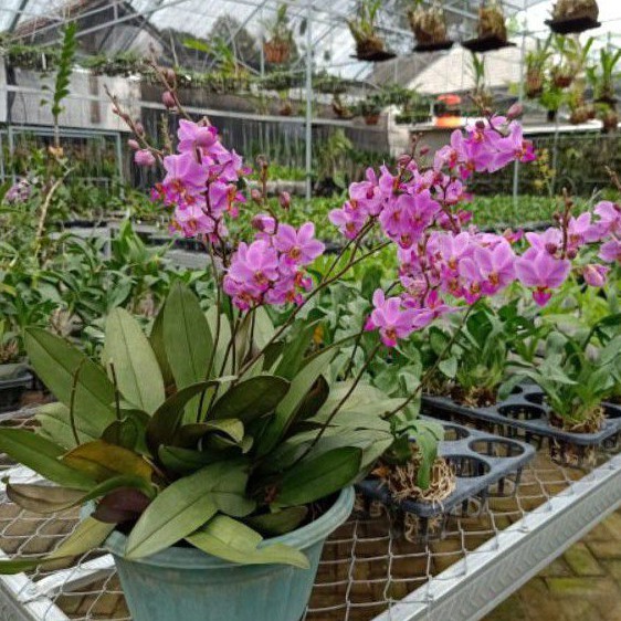 ANGGREK BULAN DORITIS SUPER RIMBUN