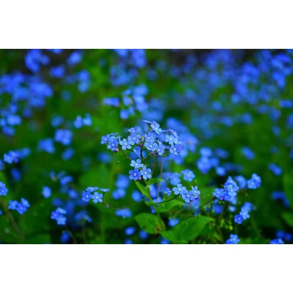 [Best Selling] 10 Seeds - Forget Me Not Haira Seed Biji Benih Bunga - SR0180