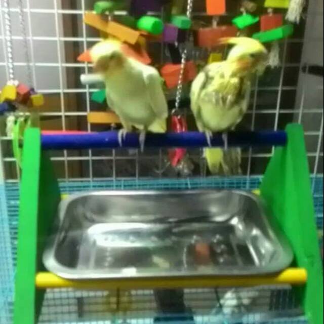 Tenggeran Burung Paruh Bengkok Shopee Indonesia