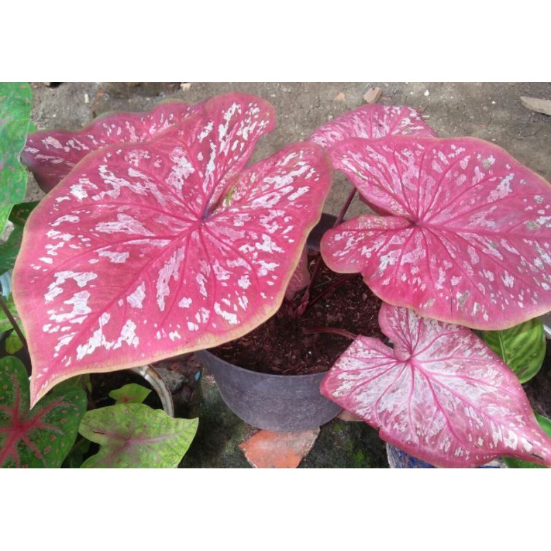 keladi hybrit No Name (remaja) bukan seven luck/bukan dark choco/bukan red guardian