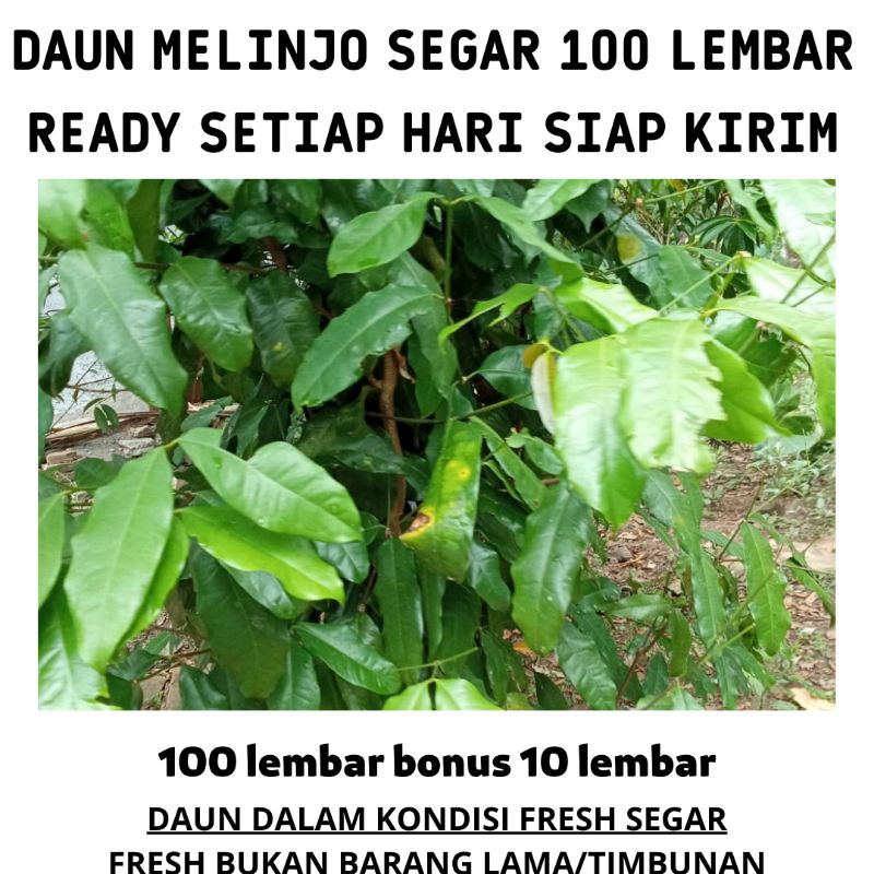 

daun melinjo segar 100 lembar bonus 10 lembar pelengkap masakan